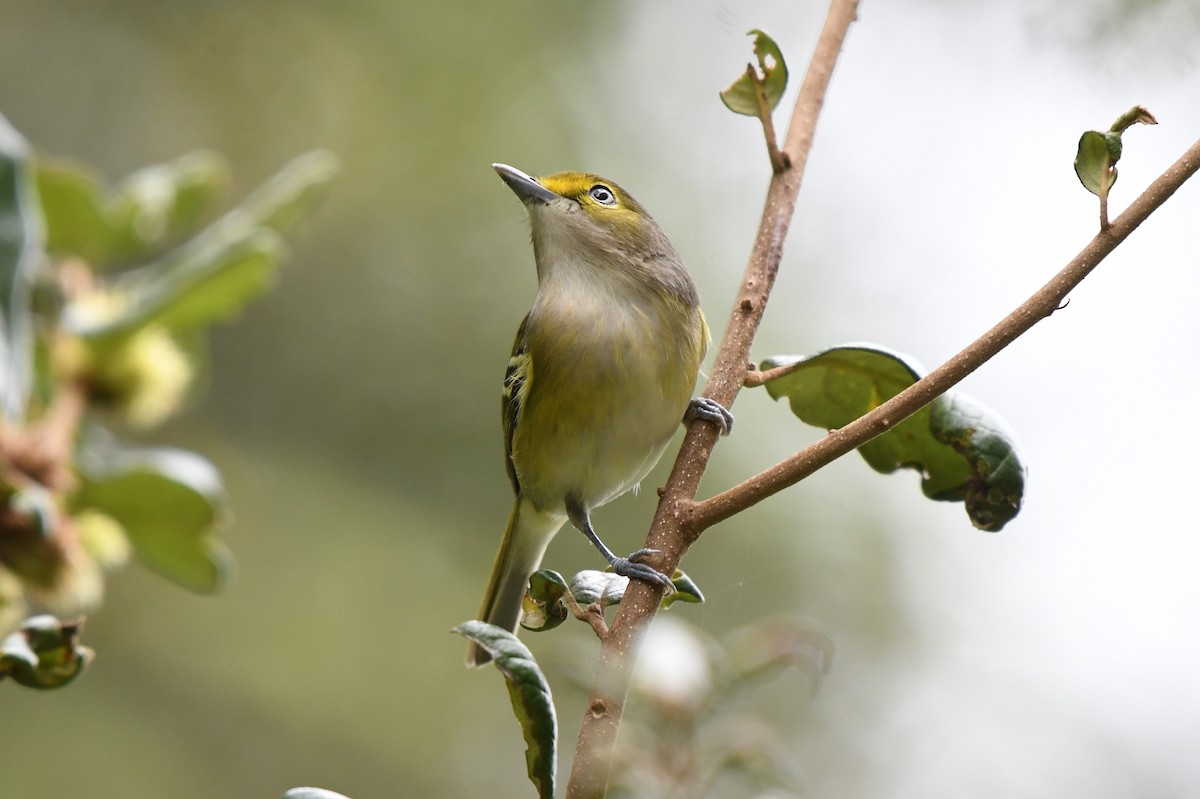 White-eyed Vireo - ML625056774