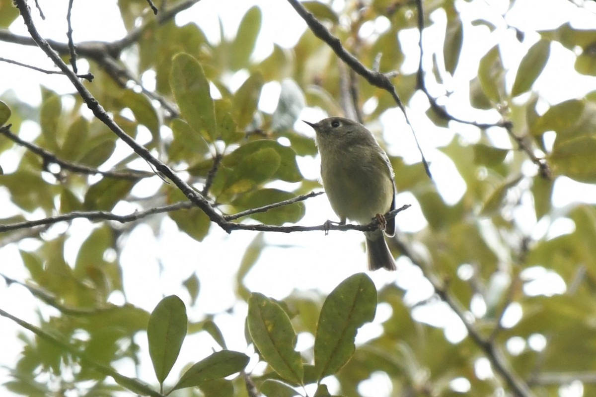 Ruby-crowned Kinglet - ML625056779