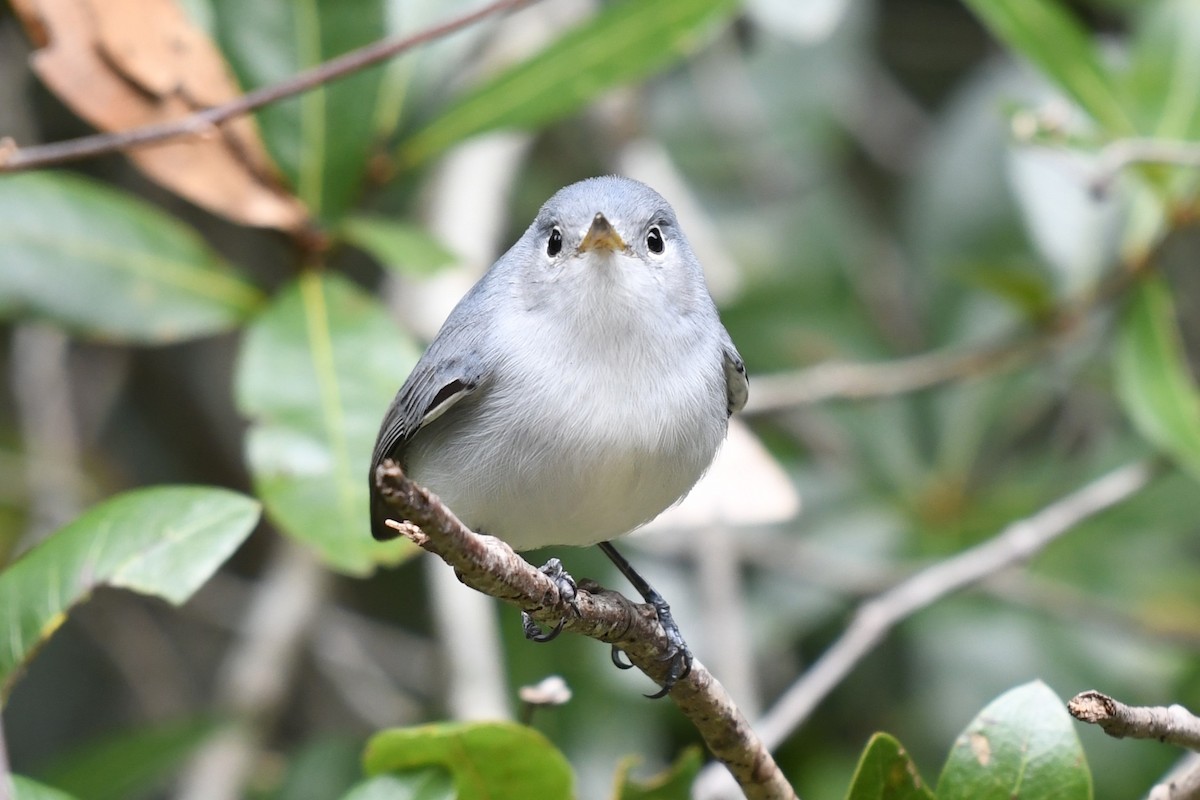 Blue-gray Gnatcatcher - ML625056789