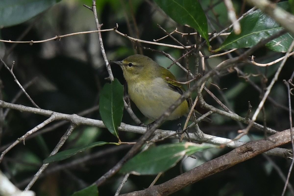 Tennessee Warbler - ML625056795