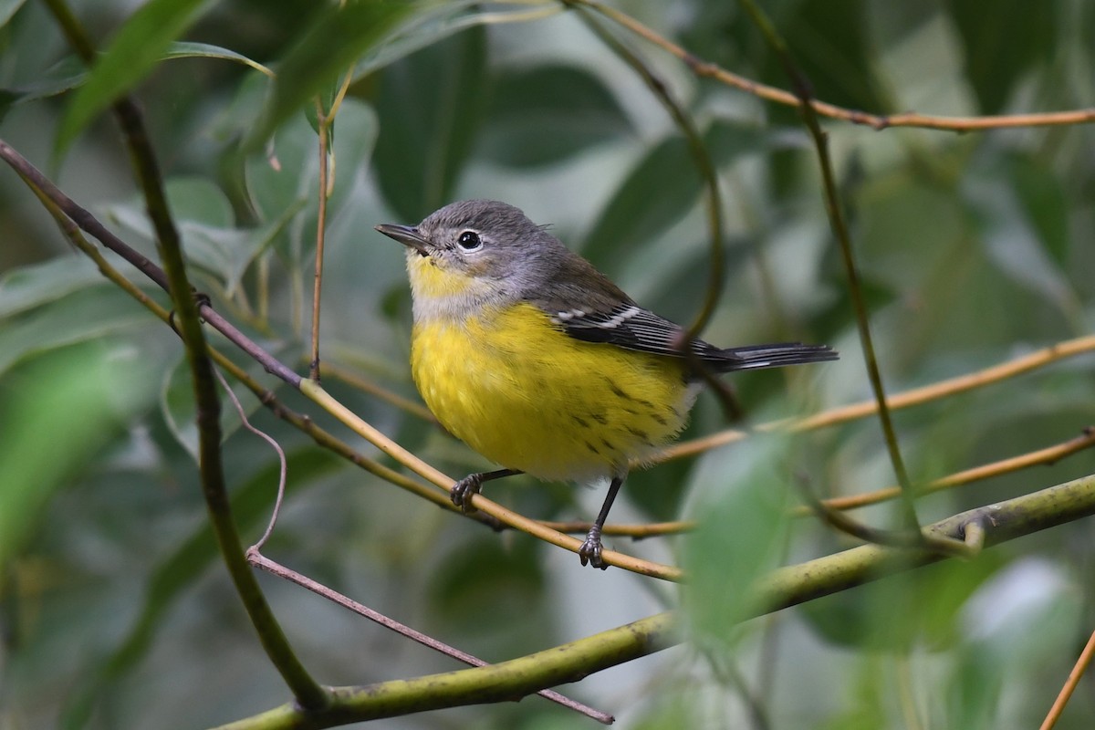 Magnolia Warbler - ML625056822