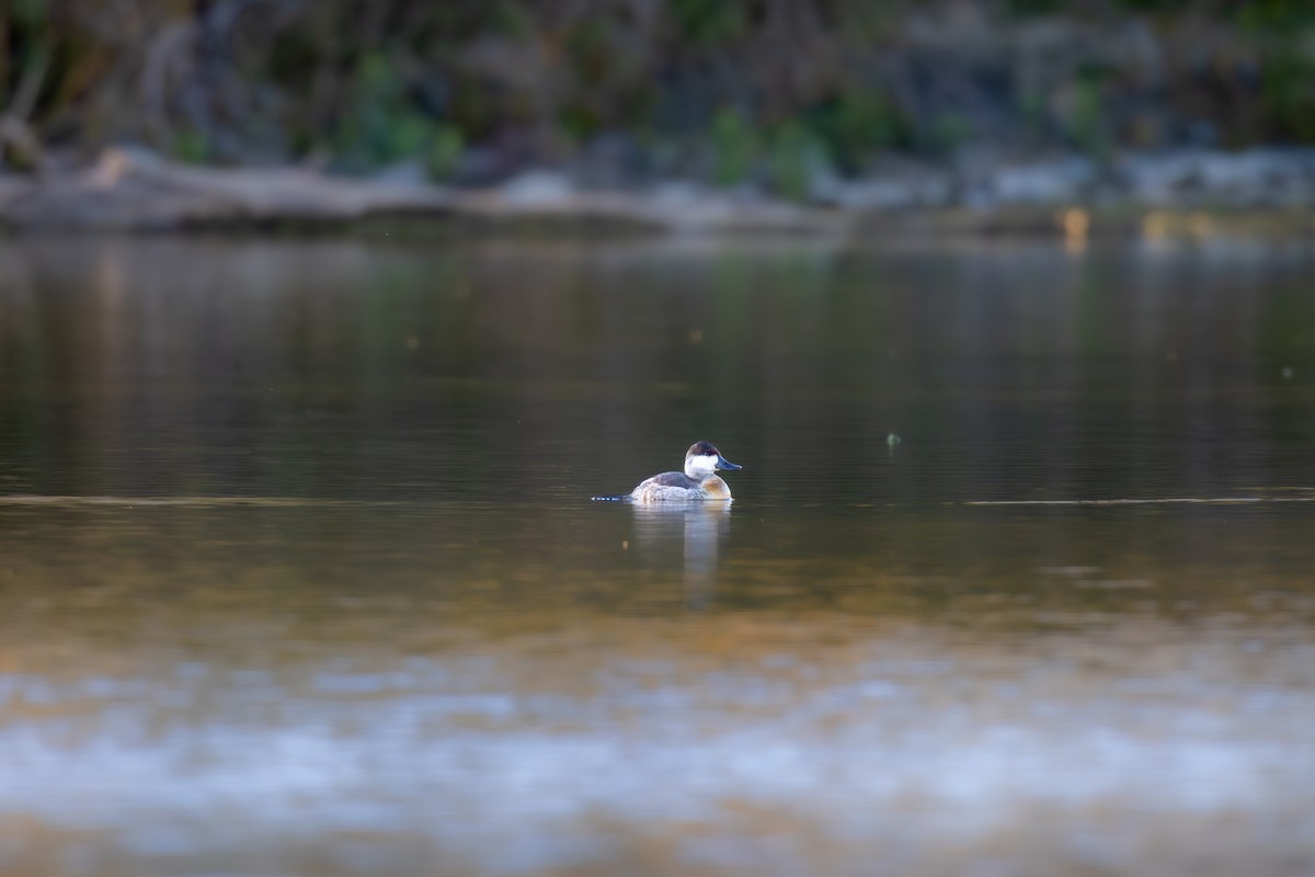 Ruddy Duck - ML625056825