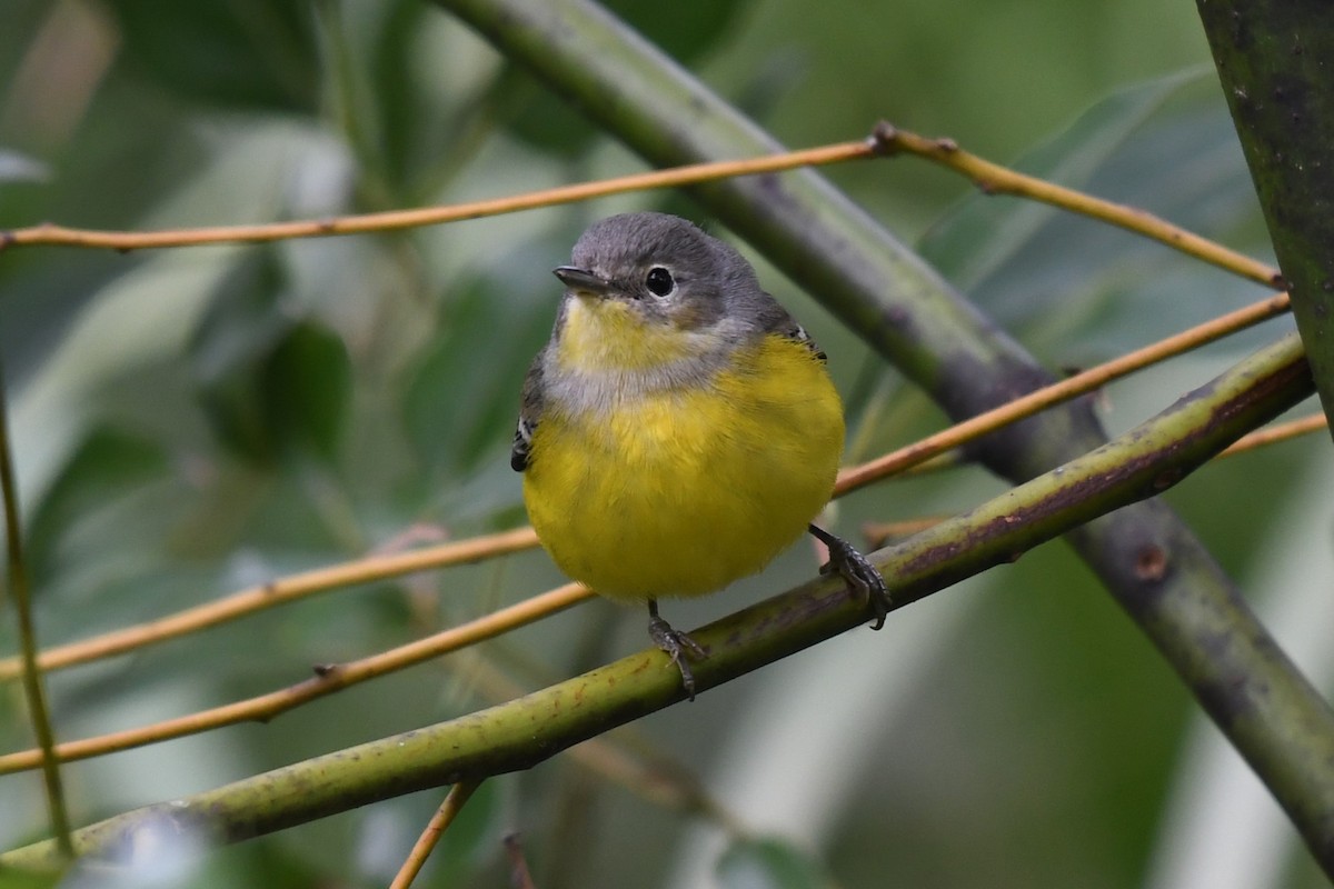 Magnolia Warbler - ML625056846