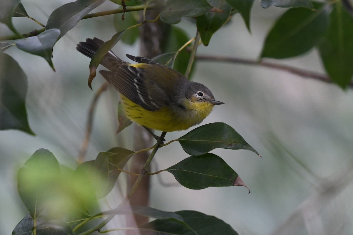 Magnolia Warbler - ML625056854