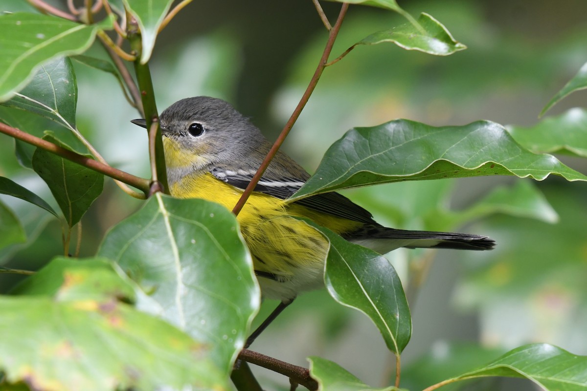 Magnolia Warbler - ML625056855
