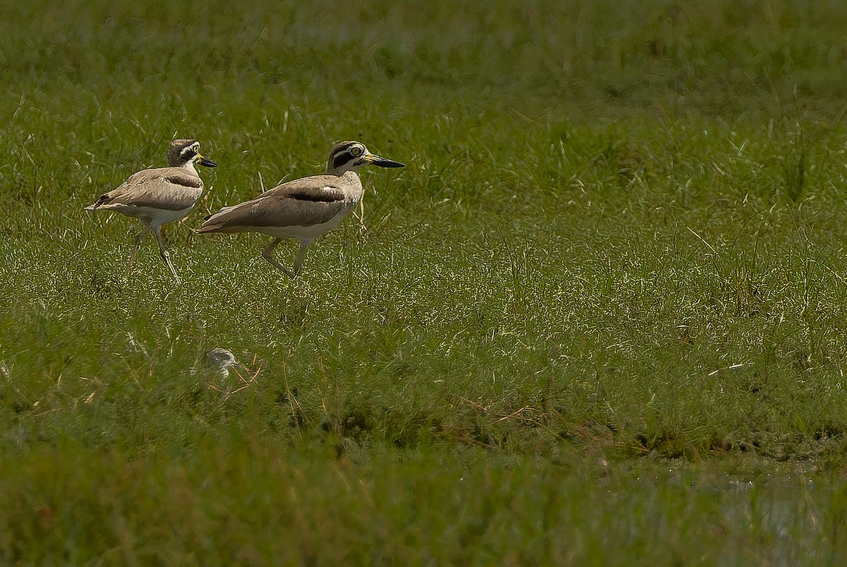 Great Thick-knee - ML625056860