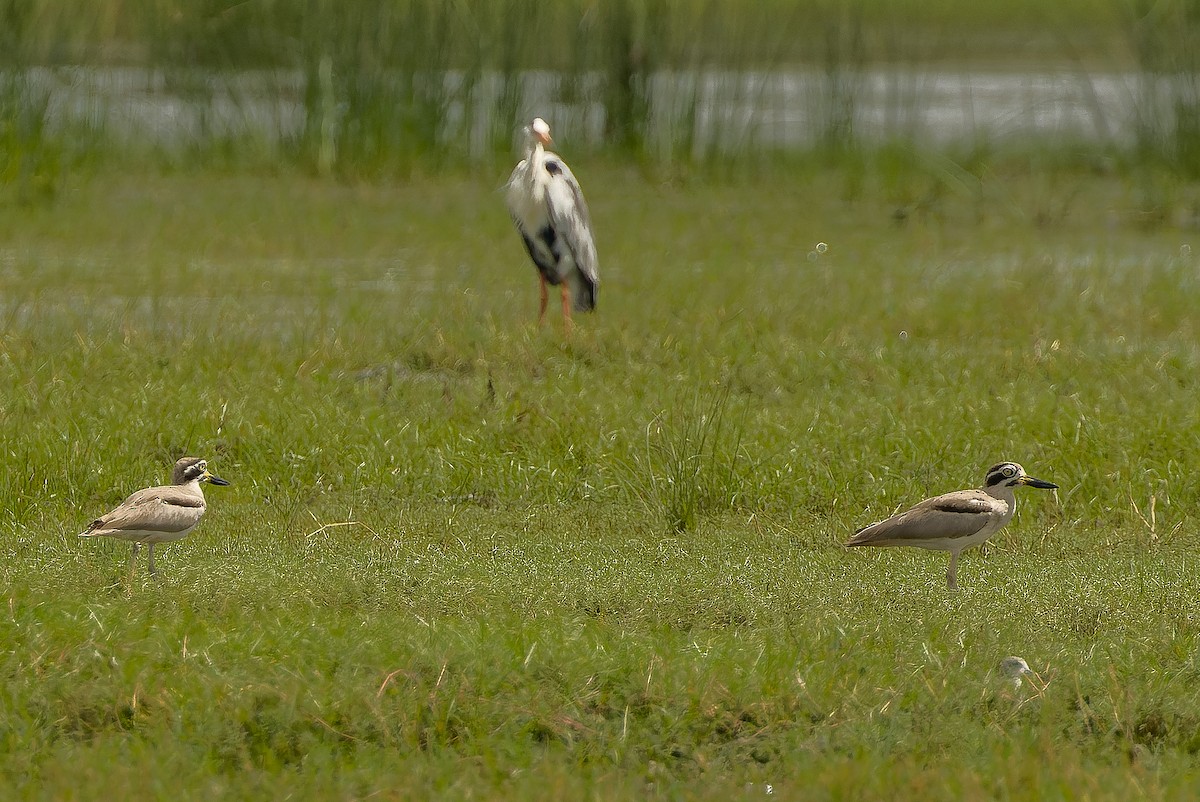 Great Thick-knee - ML625056861