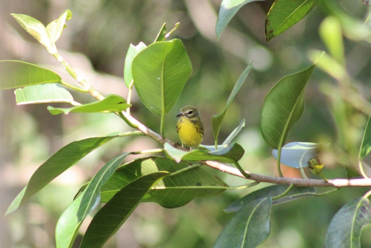 Prairie Warbler - ML625056867