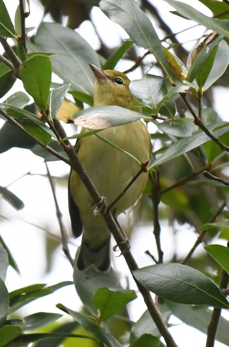 Bay-breasted Warbler - ML625056873