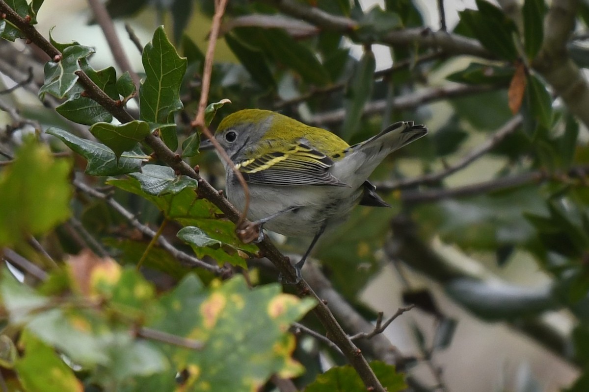 Chestnut-sided Warbler - ML625056882