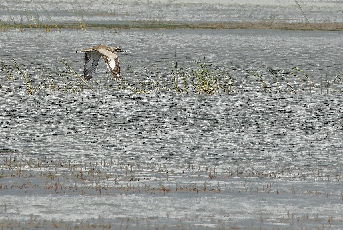 Great Thick-knee - ML625056883