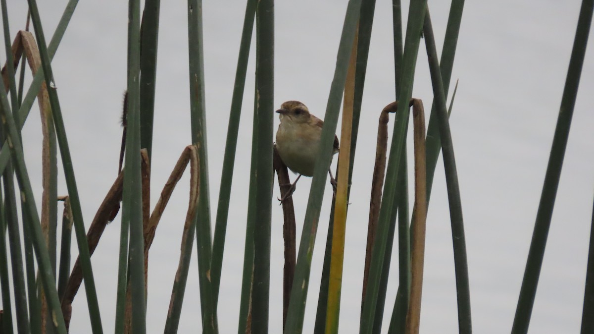 Wren-like Rushbird - ML625056884