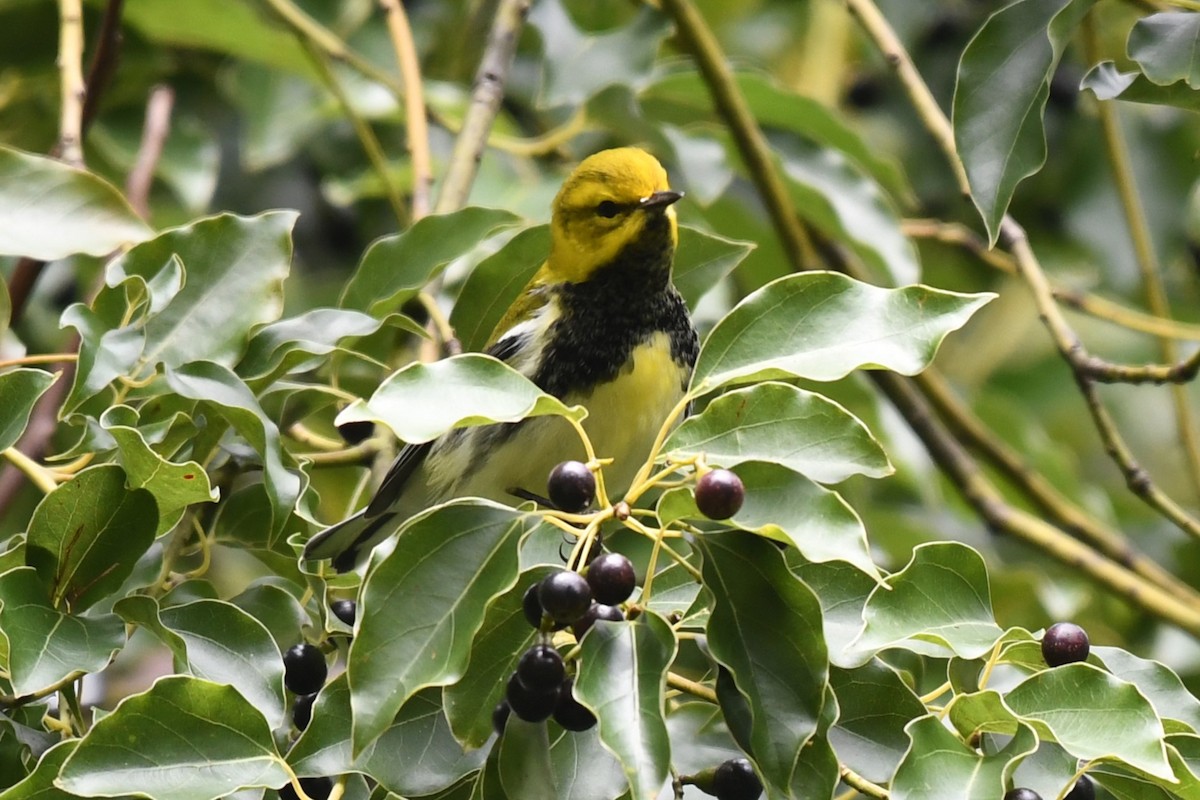 Black-throated Green Warbler - ML625056888