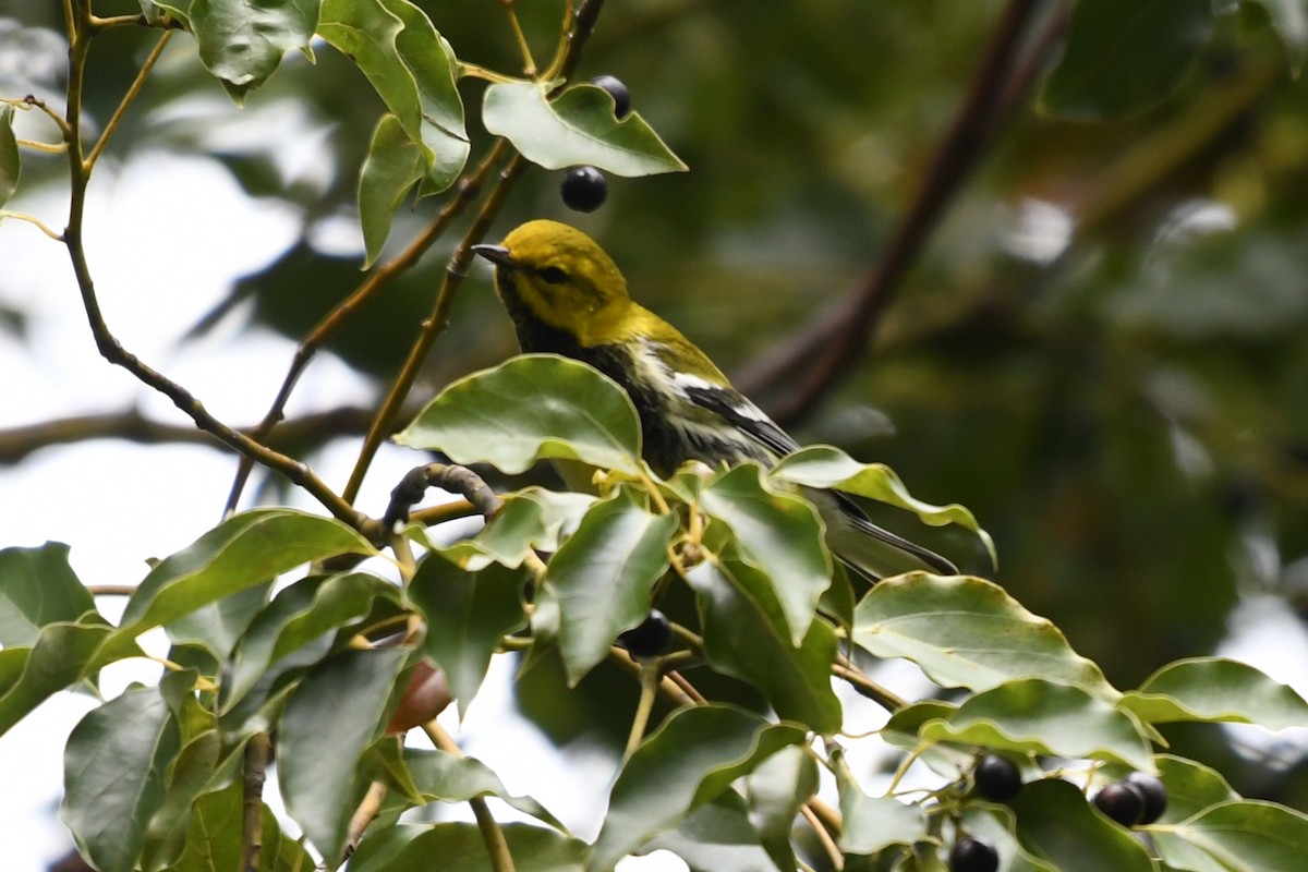 Black-throated Green Warbler - ML625056910