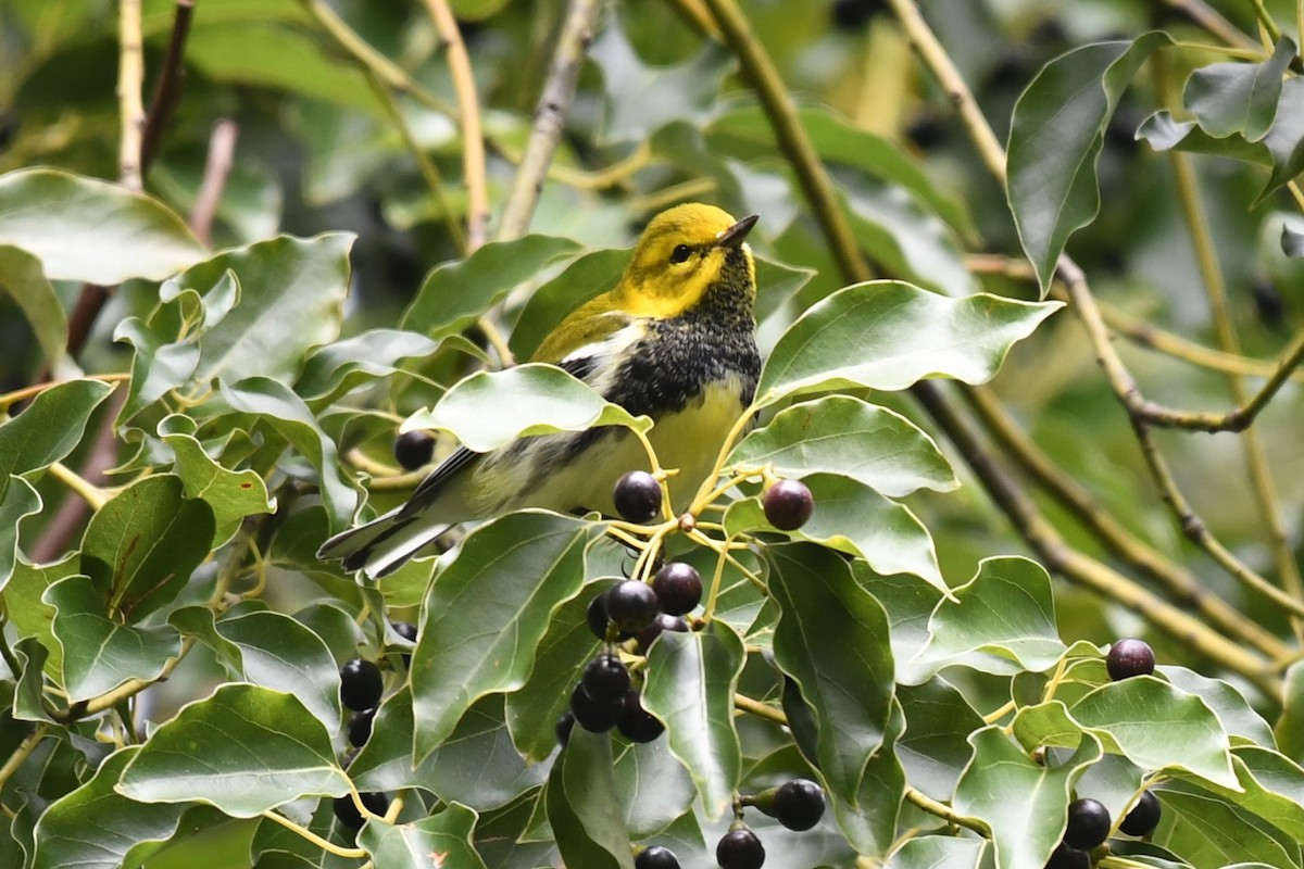 Black-throated Green Warbler - ML625056911