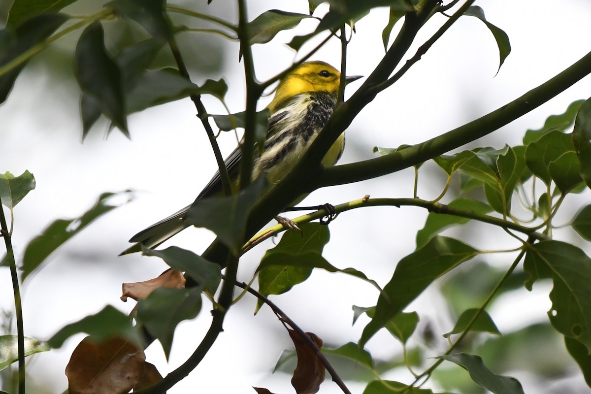 Black-throated Green Warbler - ML625056912
