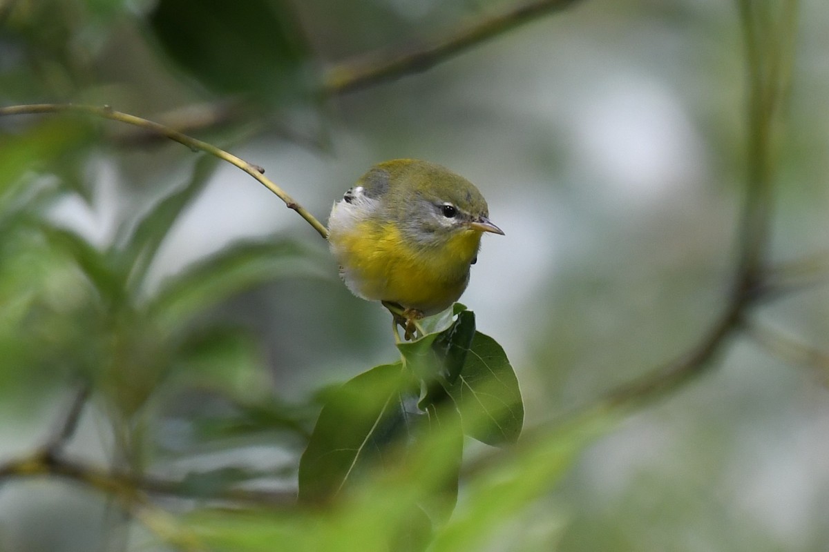Northern Parula - ML625056937