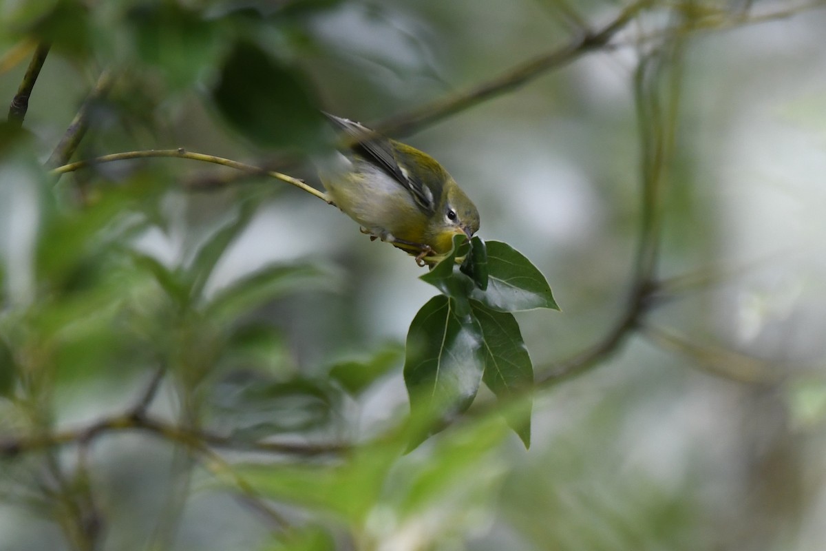 Northern Parula - ML625056938