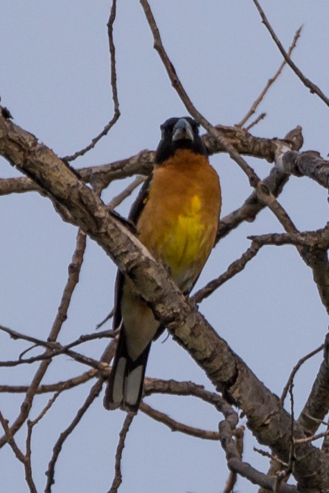 Black-headed Grosbeak - ML625056960
