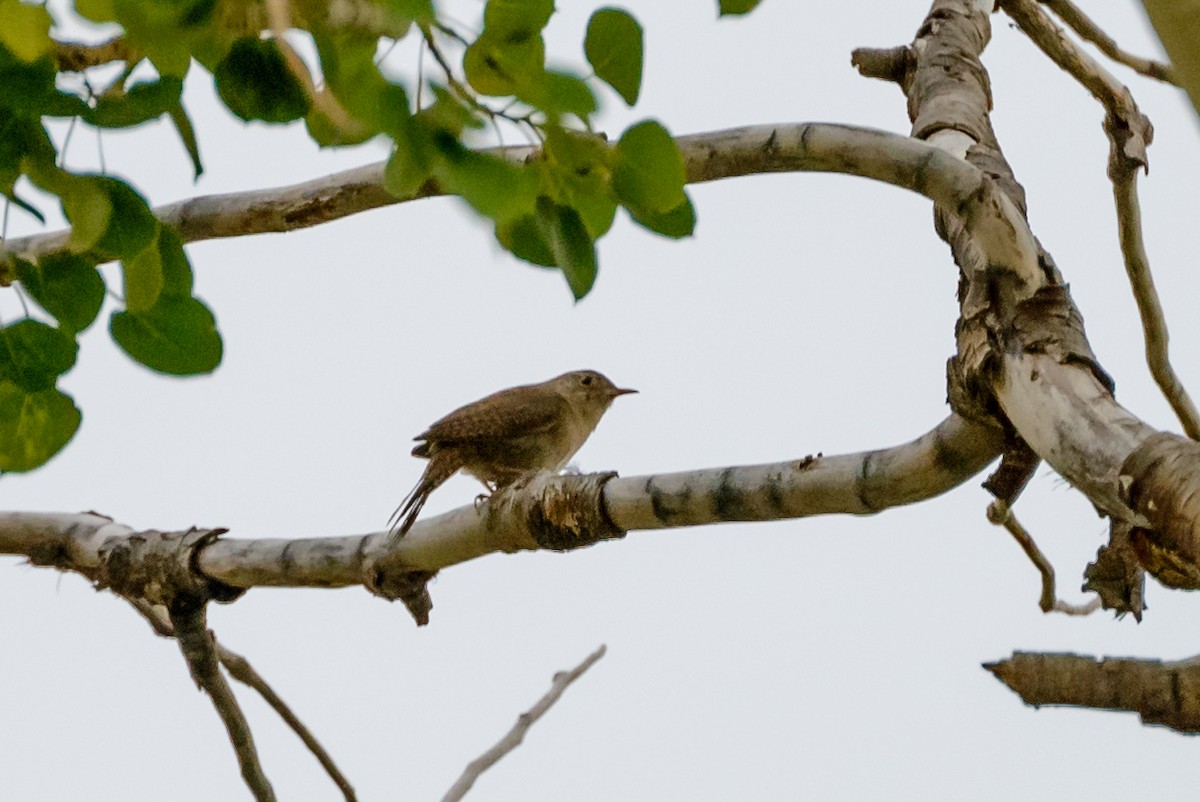 Northern House Wren - ML625056977