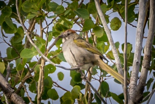 Green-tailed Towhee - ML625057006