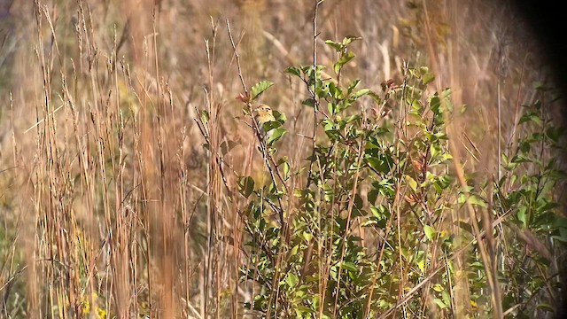 LeConte's Sparrow - ML625057085