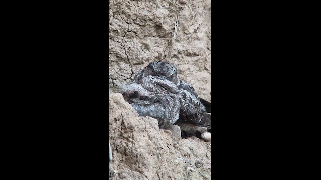 Lyre-tailed Nightjar - ML625057218