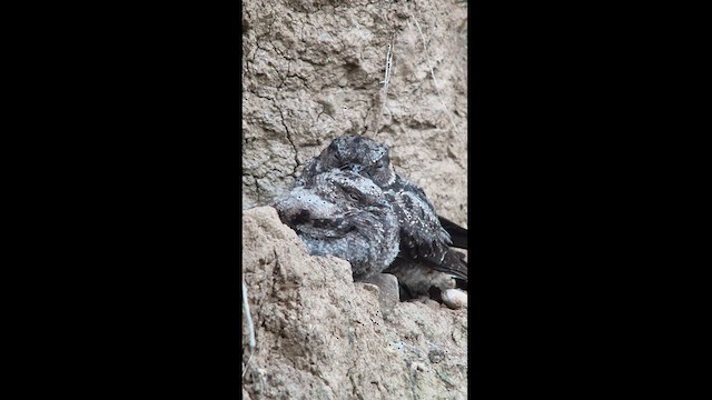 Lyre-tailed Nightjar - ML625057220