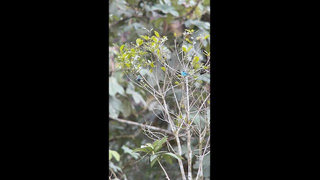 Black-capped Tanager - ML625057237