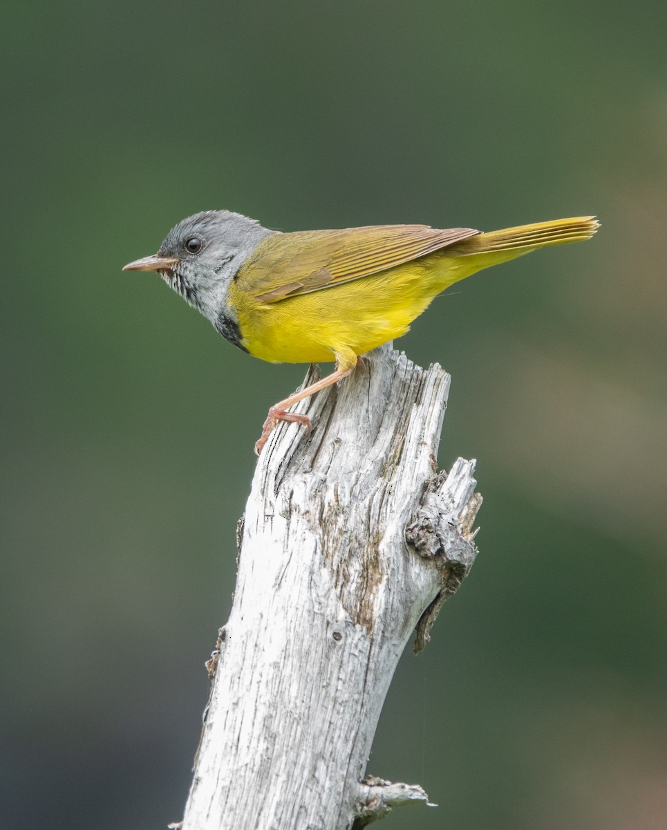 Mourning Warbler - ML625057261