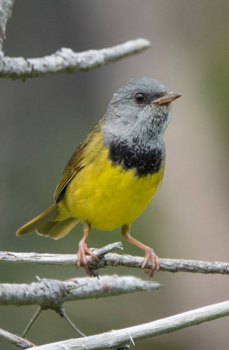 Mourning Warbler - ML625057262