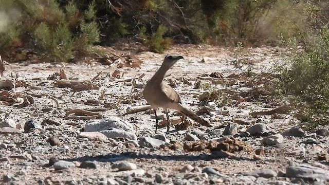 Black-legged Seriema - ML625057281