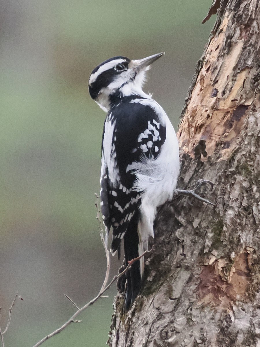 Hairy Woodpecker - ML625057335