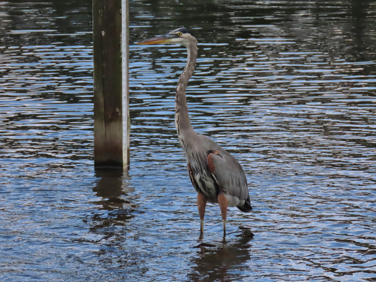 Great Blue Heron - Laurie Witkin