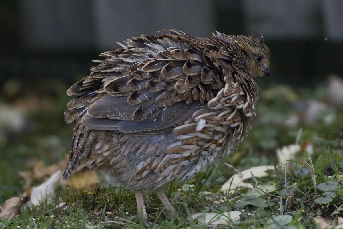 Northern Bobwhite - ML625057849