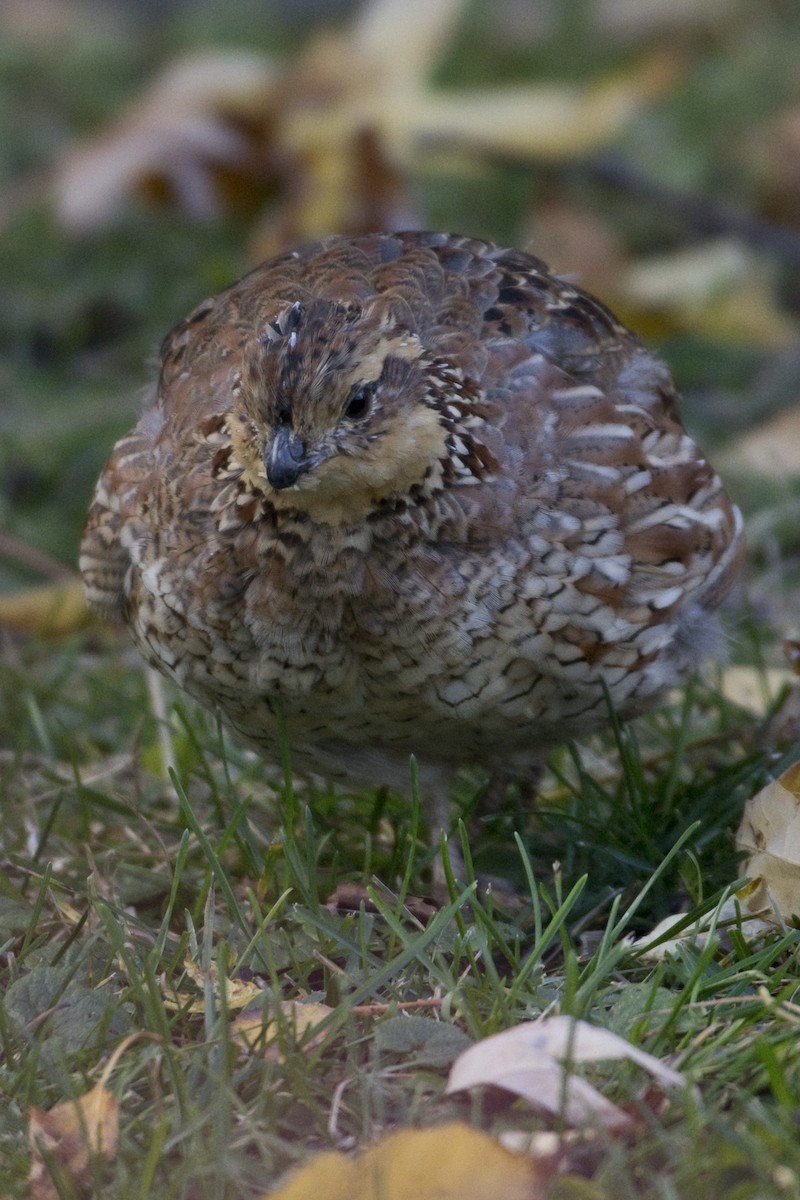 Northern Bobwhite - ML625057851