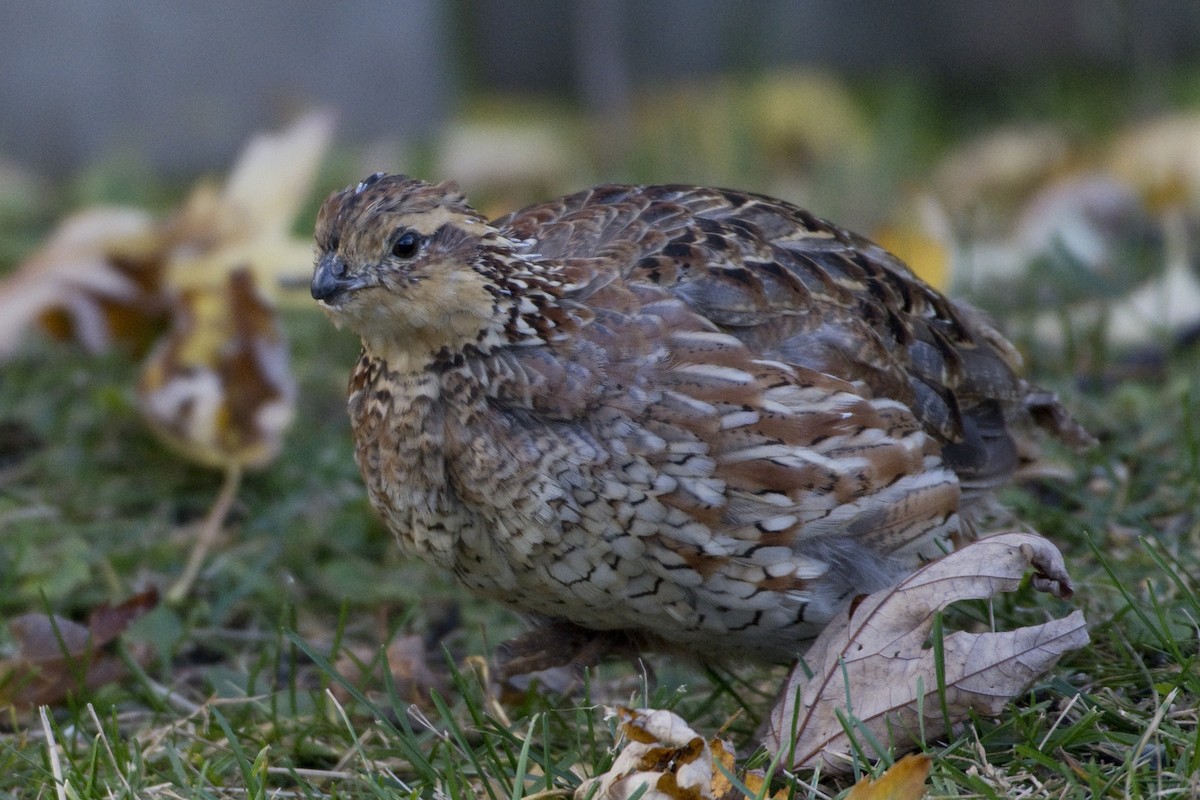 Northern Bobwhite - ML625057853