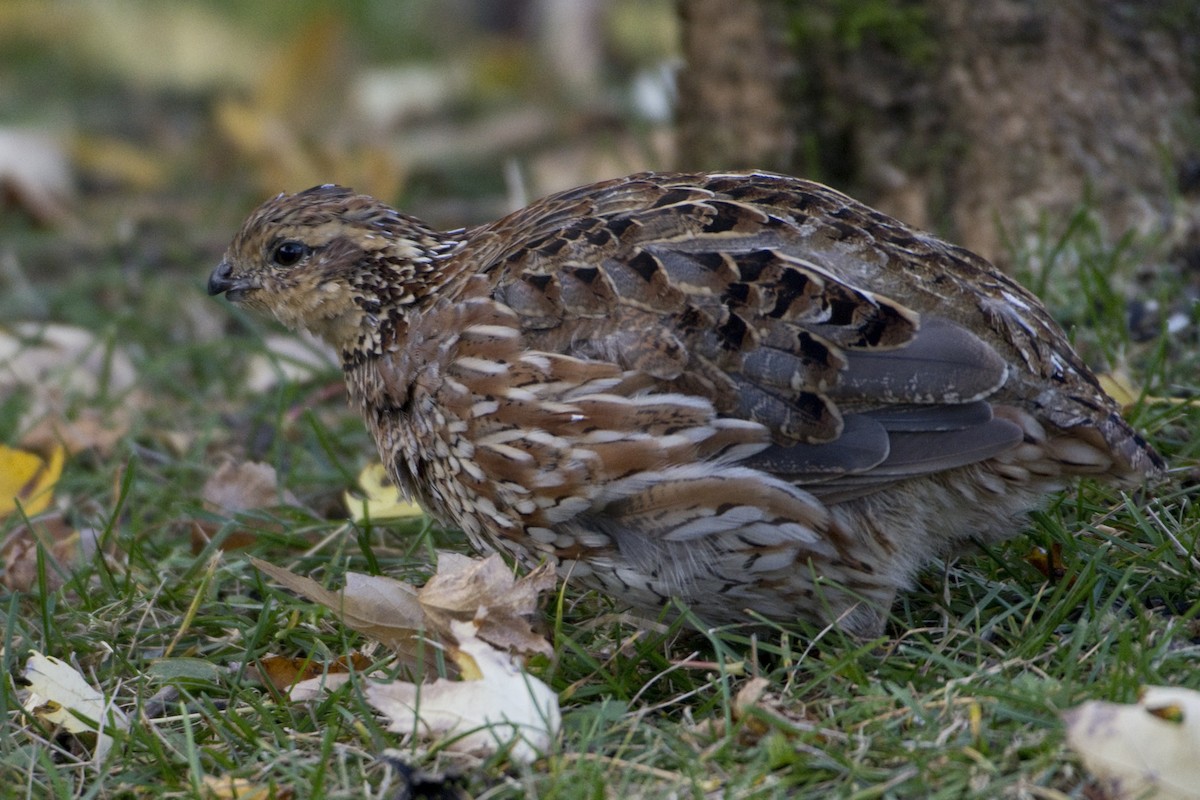 Northern Bobwhite - ML625057855