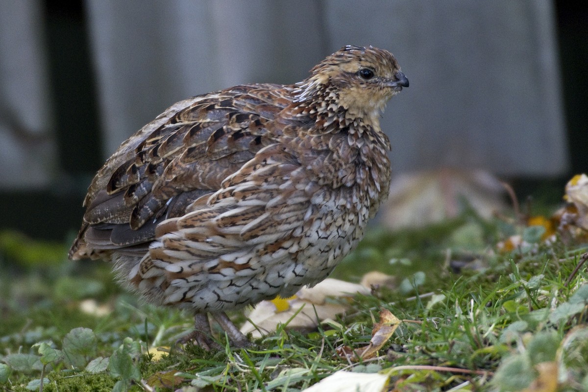 Northern Bobwhite - ML625057856