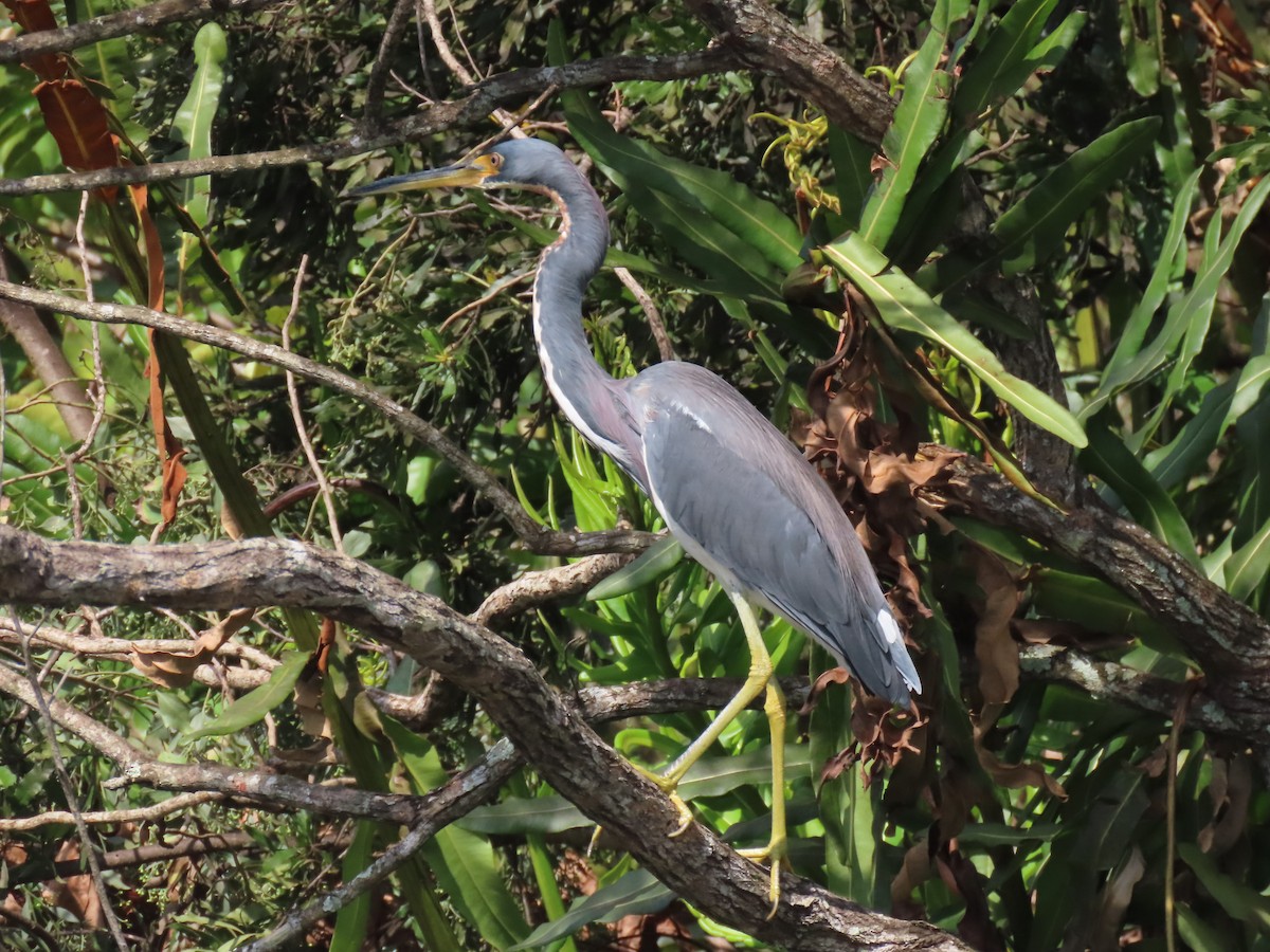 Tricolored Heron - Laurie Witkin