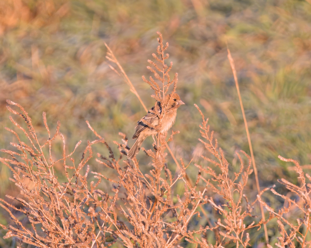 Blue Grosbeak - ML625057941