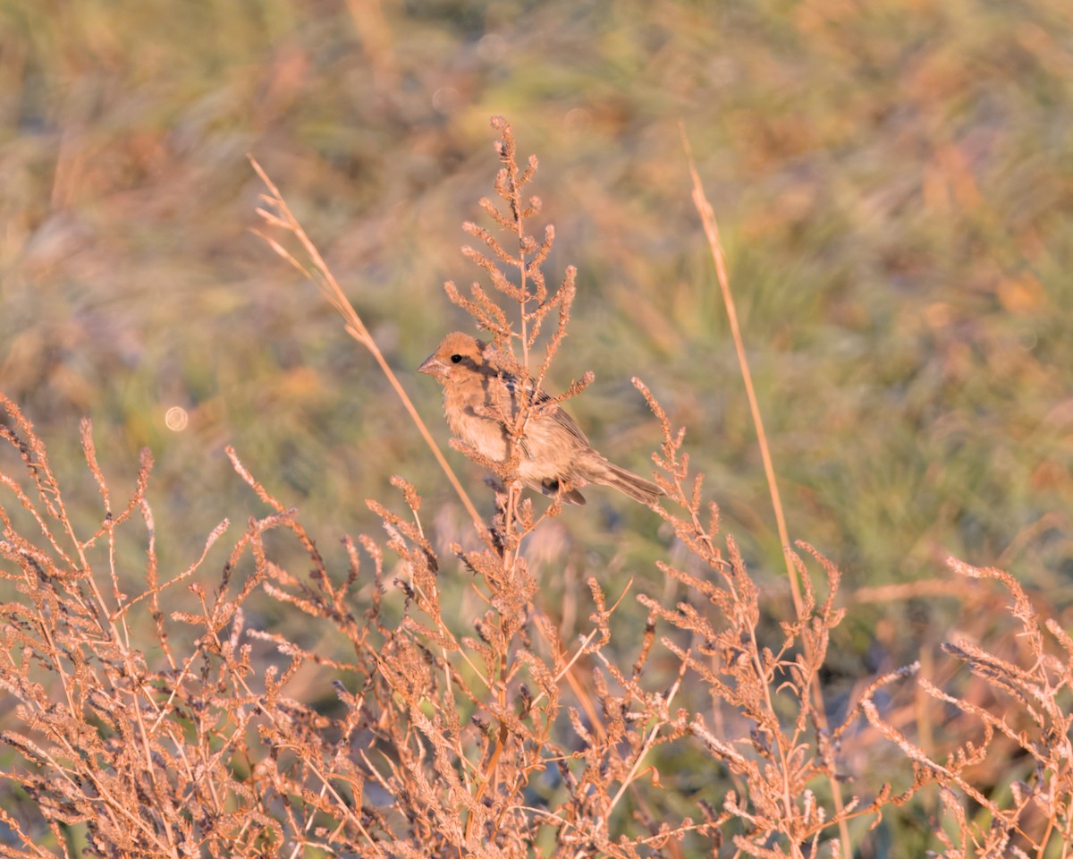 Blue Grosbeak - ML625057942