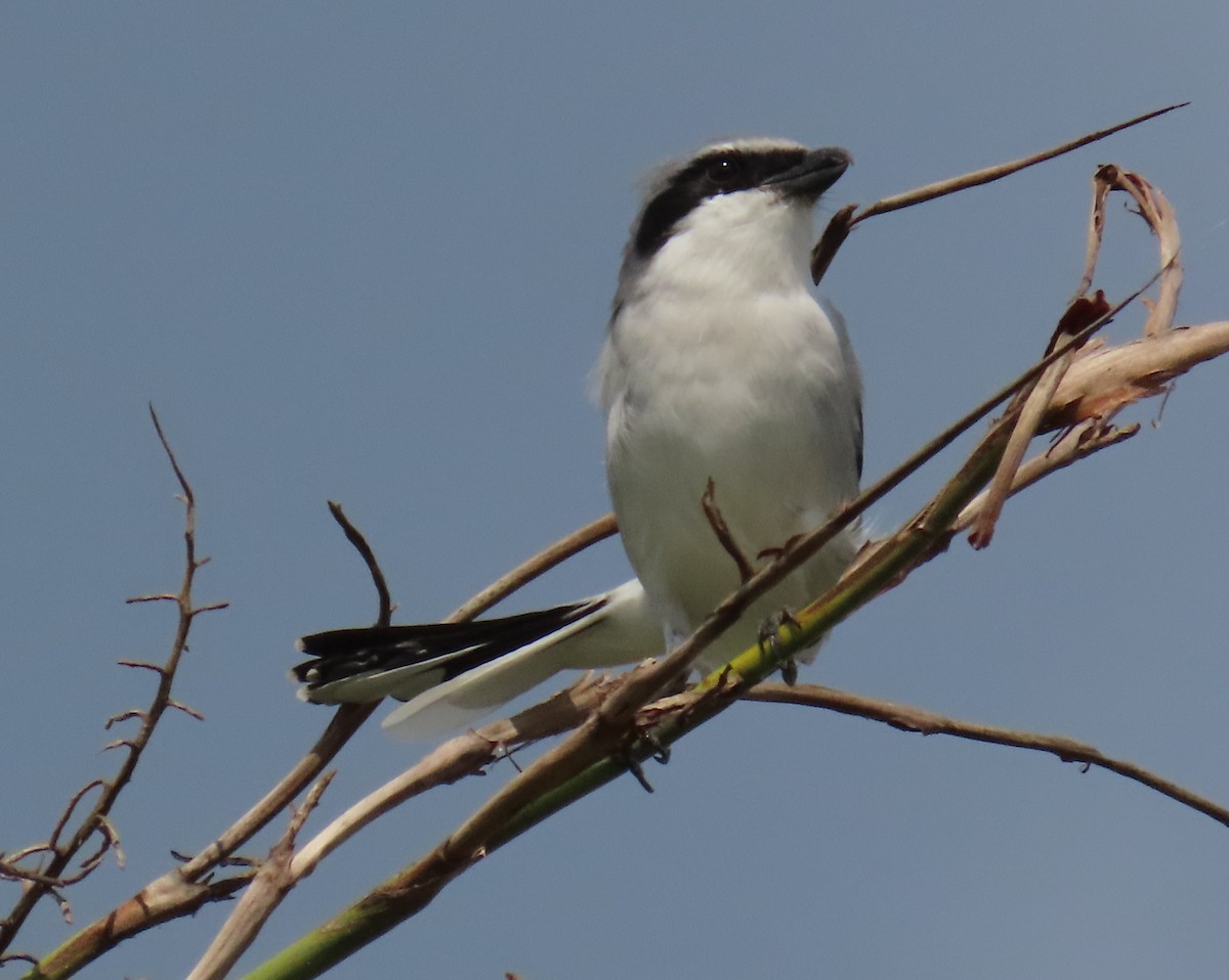 Loggerhead Shrike - Laurie Witkin