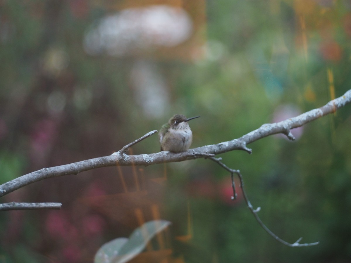 Ruby-throated Hummingbird - ML625058111