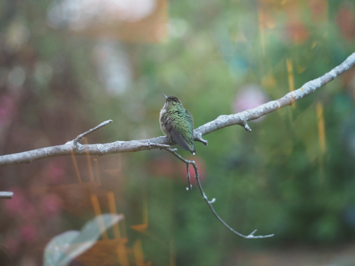 Ruby-throated Hummingbird - ML625058112