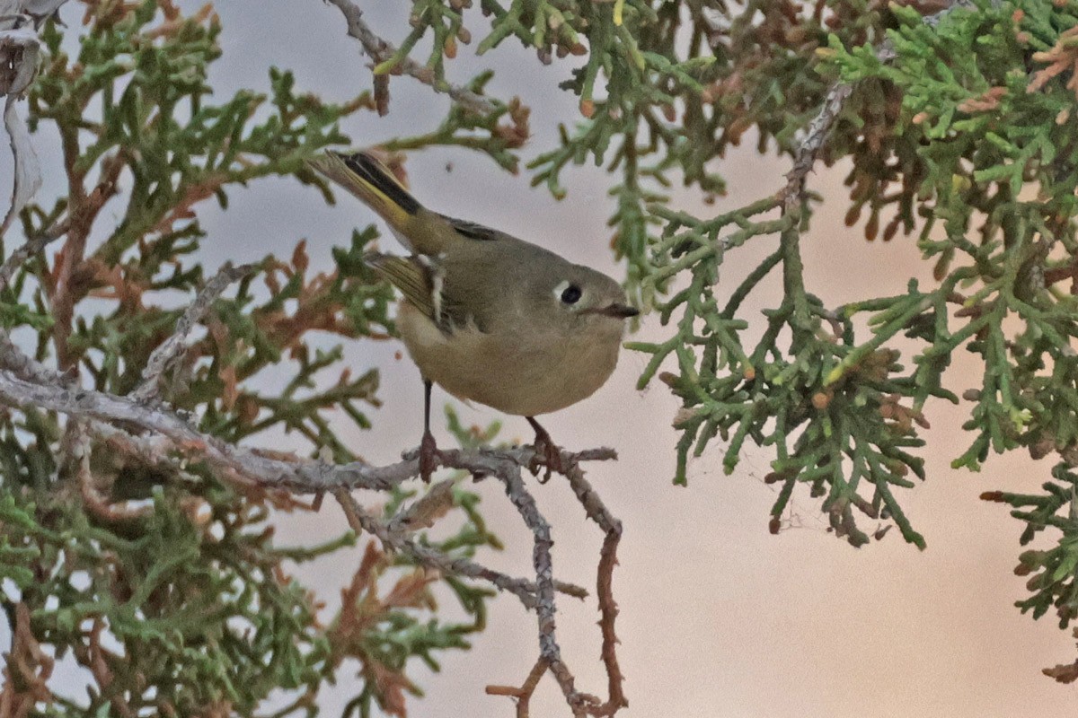 Ruby-crowned Kinglet - ML625058128