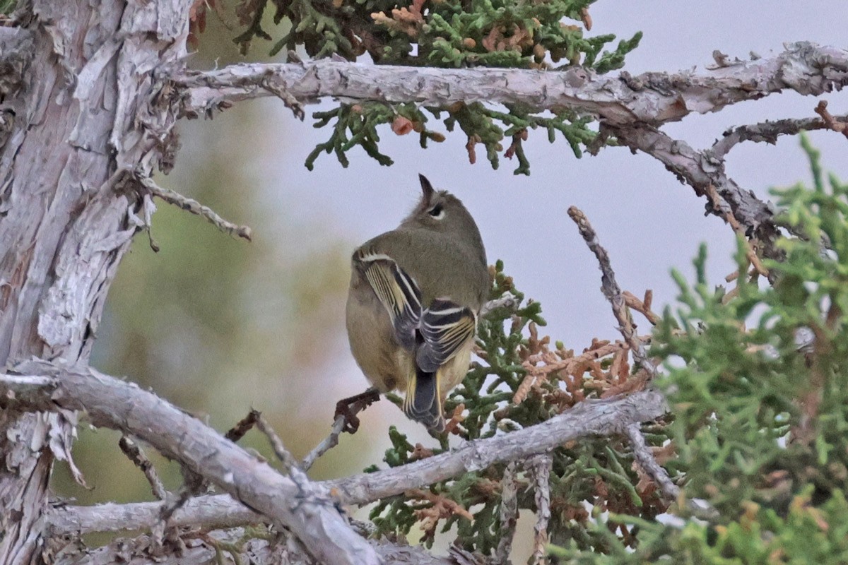 Ruby-crowned Kinglet - ML625058129