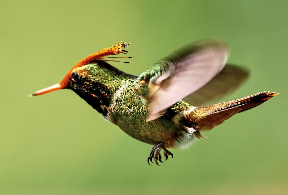 Rufous-crested Coquette - Finn Jørgensen