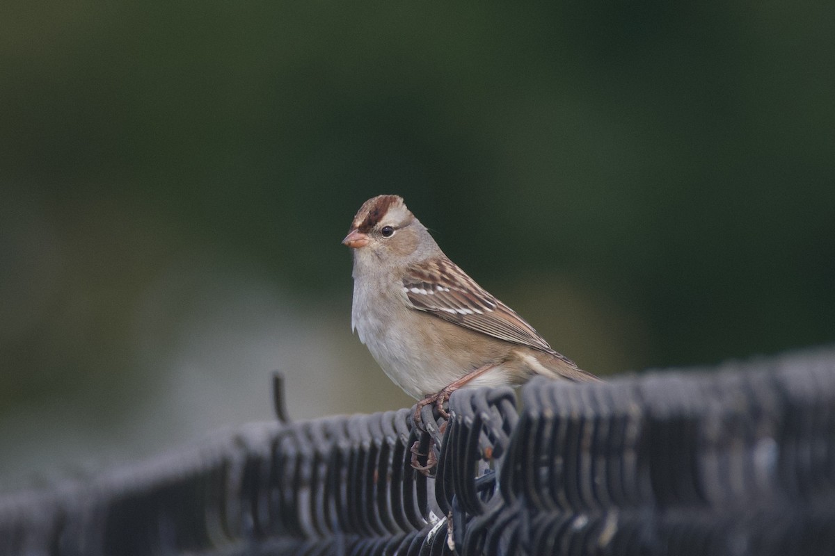 White-crowned Sparrow - ML625058182