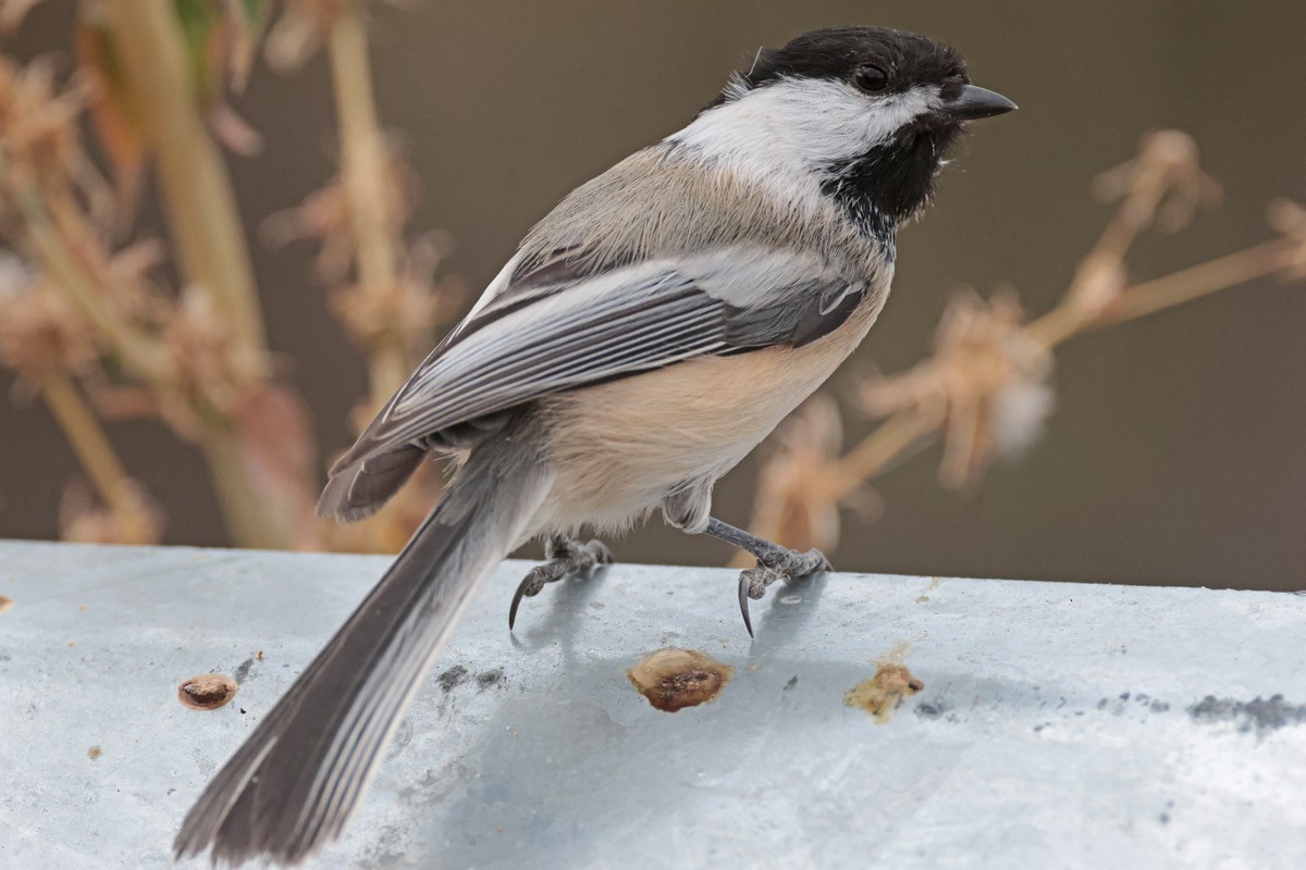 Black-capped Chickadee - ML625058229